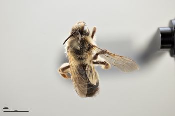Media type: image;   Entomology 771236 Aspect: habitus dorsal view